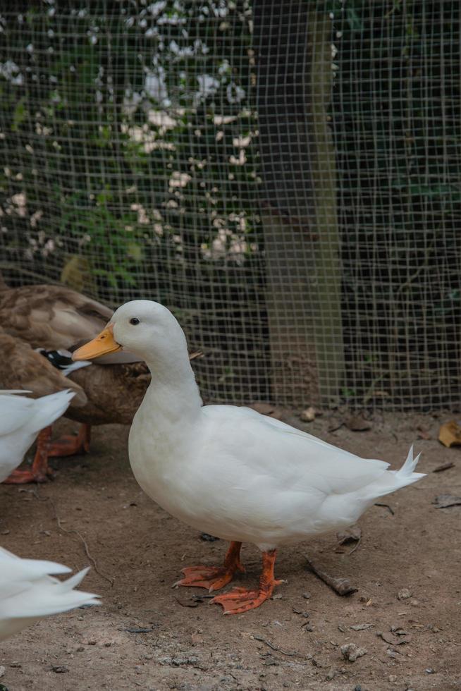 Funny quacking ducks on farm photo