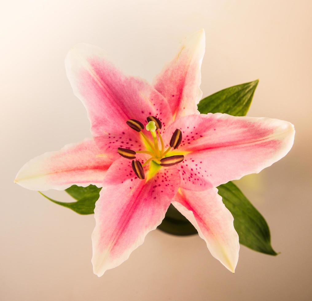 flower lily on a white background with copy space for your message photo