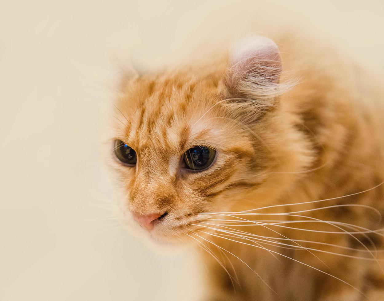 Primer plano de enfoque superficial de un gato foto