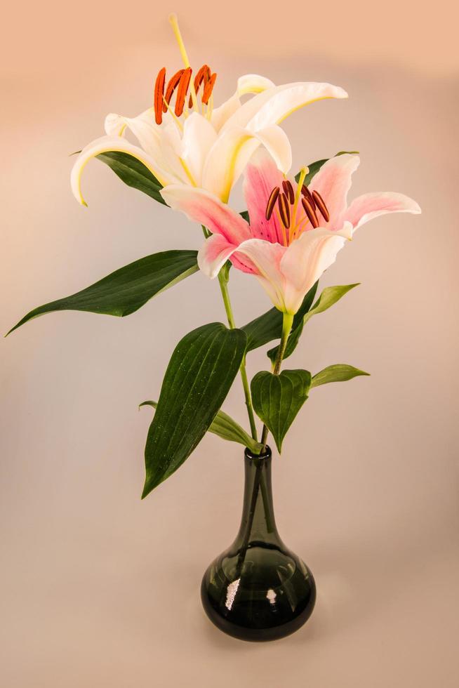 flower lily on a white background with copy space for your message photo