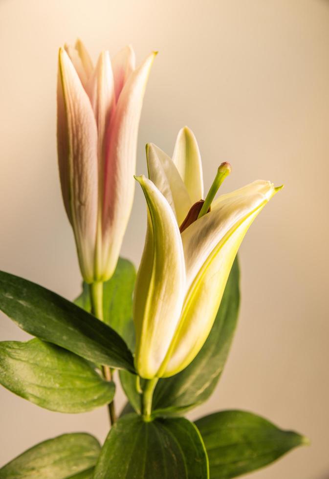 flower lily on a white background with copy space for your message photo