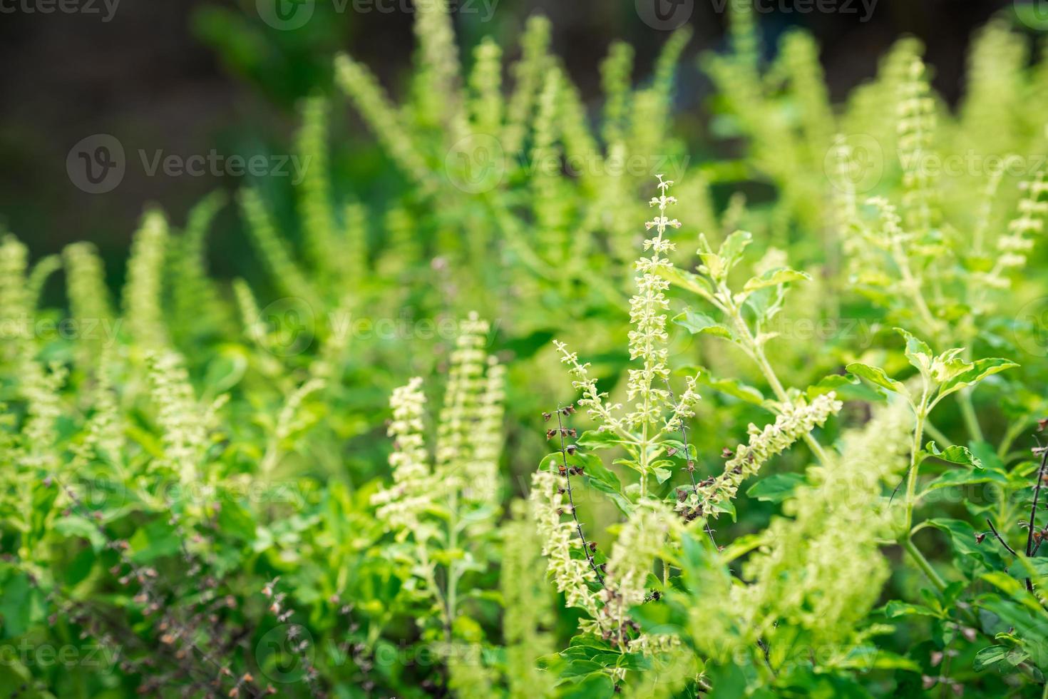 Tops of sweet basil, green leafy herbs, spicy vegetables can be used for cooking. photo