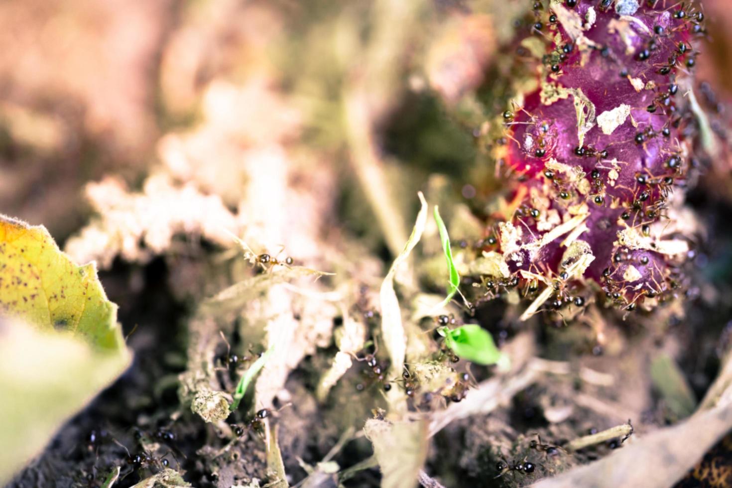 Blurred image of many tiny black ants climbing on sweet jelly falling on ground. Copy space. photo