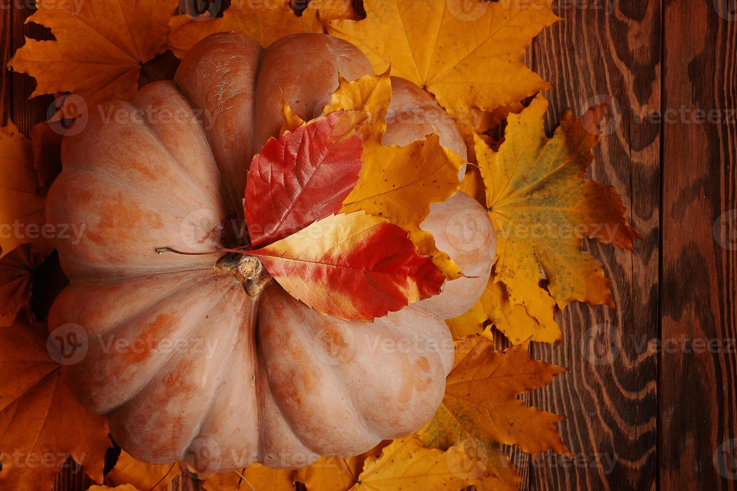 Top view of a ripe round pumpkin and autumn leaves. photo