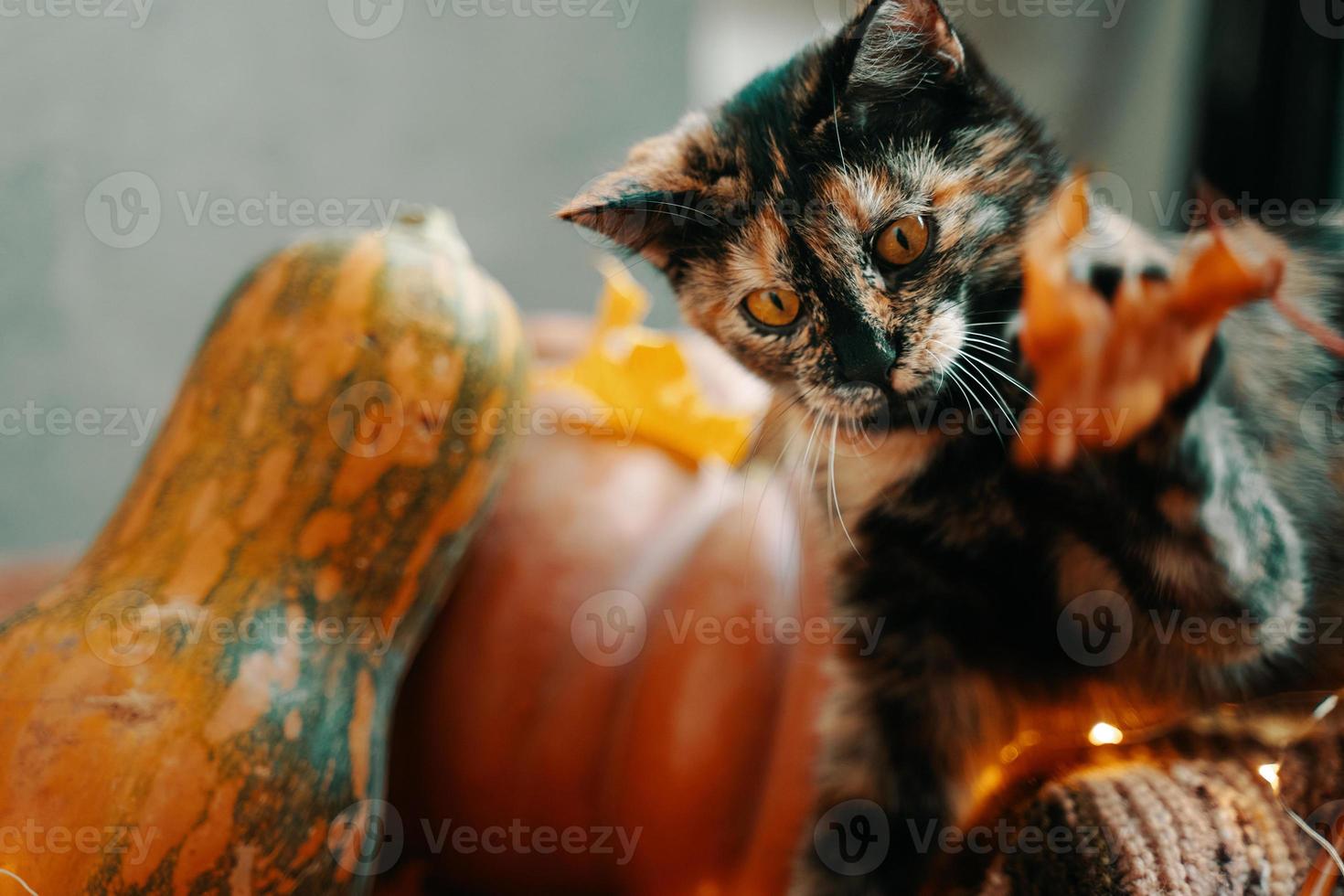 Cute colorful cat playing with a dry autumn leaf. photo