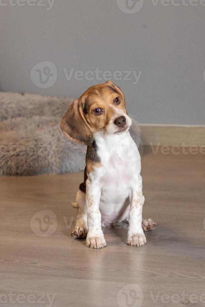 Beagle puppy resting on a couch photo