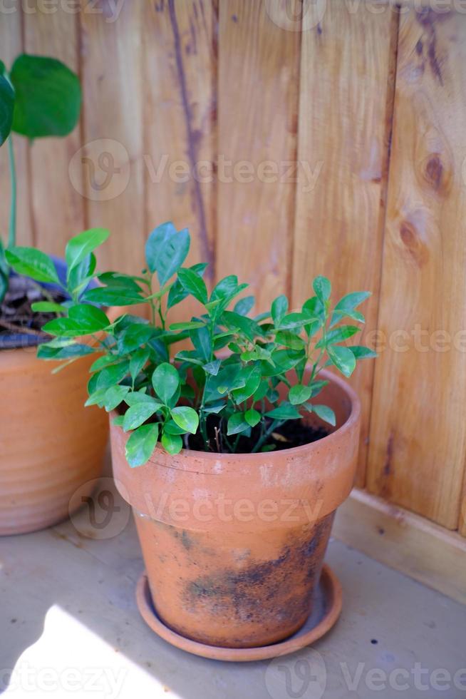 flowers in brown pots photo