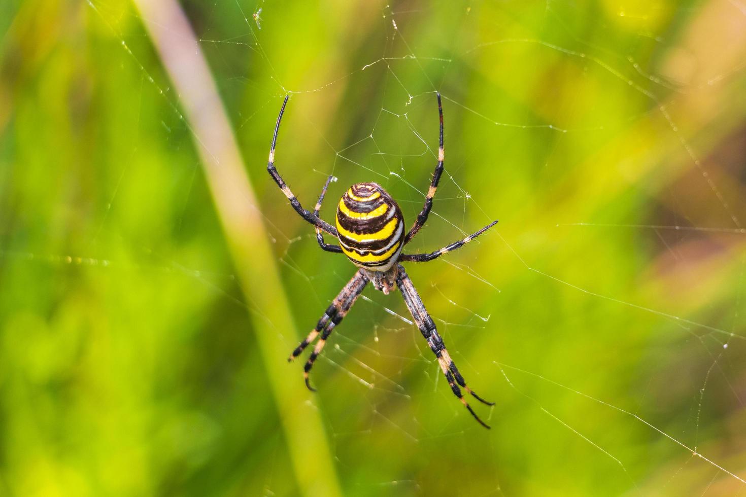 Wasp spider Argiope bruennichi black and yellow in Mallorca Spain. photo