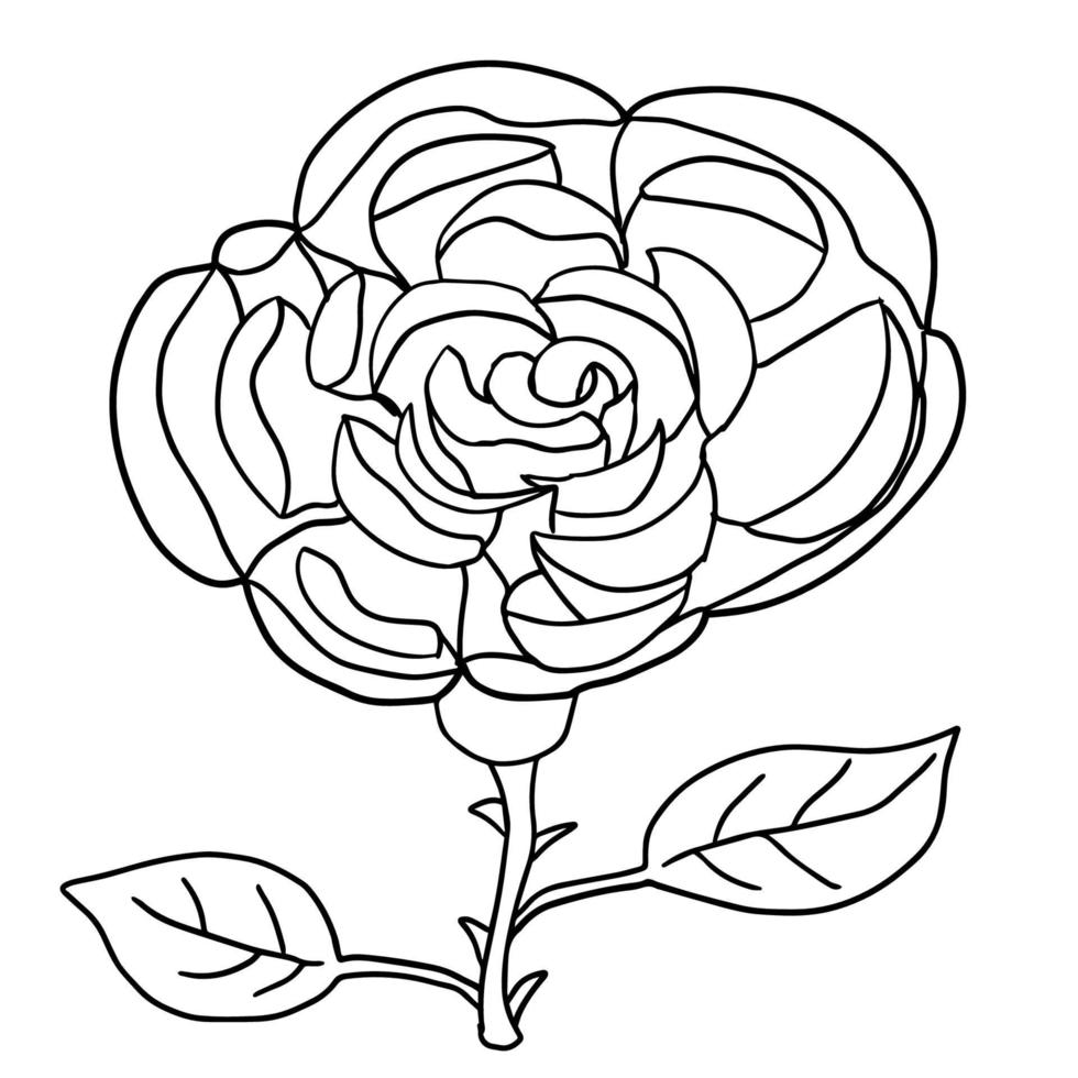 Cartoon doodle linear rose, flower isolated on white background. Sketch of peony flower. vector