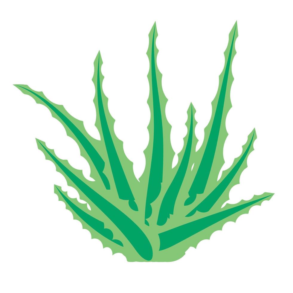 aloe vera, planta suculenta, flor aislada sobre fondo blanco. vector