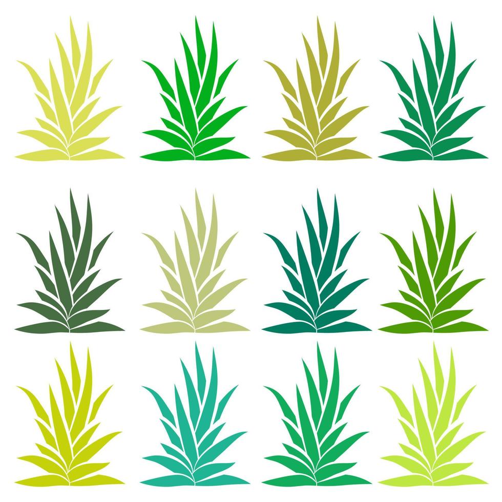 Conjunto de arbusto de agave aislado sobre fondo blanco. aloe vera, planta suculenta. vector