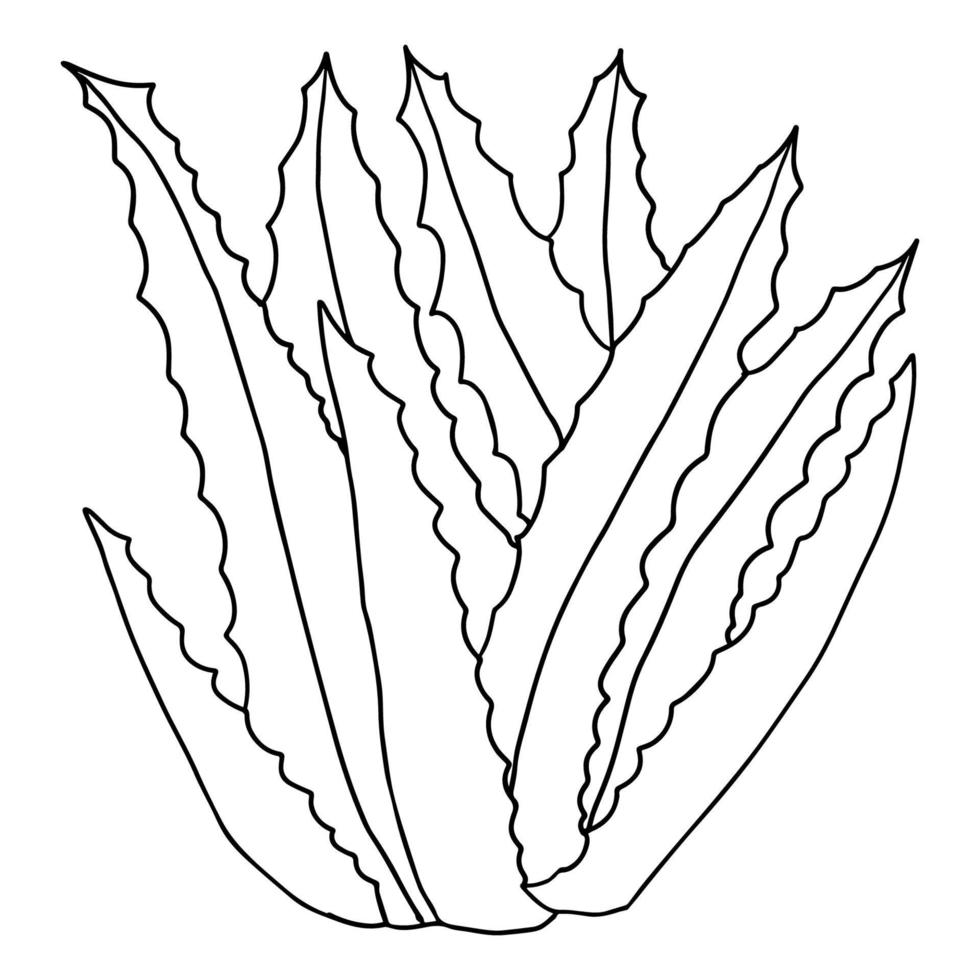 flor suculenta aislado sobre fondo blanco. aloe, icono de la planta de agave. arbusto aislado. vector