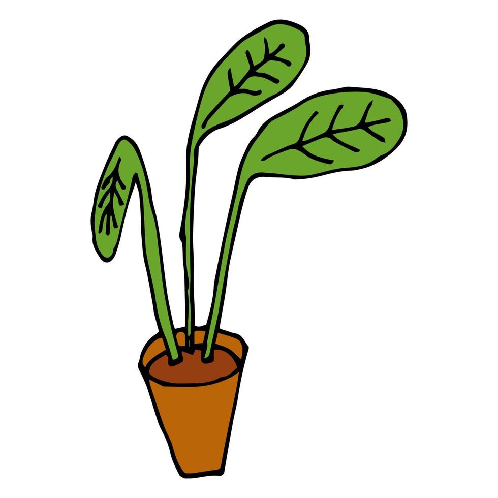 Planta de dibujos animados en maceta aislado sobre fondo blanco. flor de la casa en estilo doodle. vector