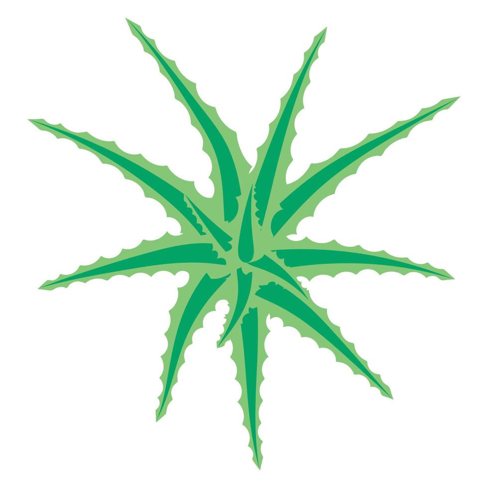 Aloe vera bush, succulent plant, flower isolated on white background. Bush of Aloe Vera top view. vector