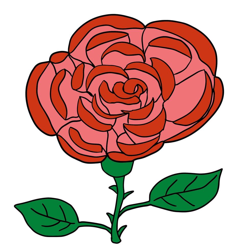 dibujos animados doodle lineal rosa, flor aislada sobre fondo blanco. boceto de flor de peonía. vector