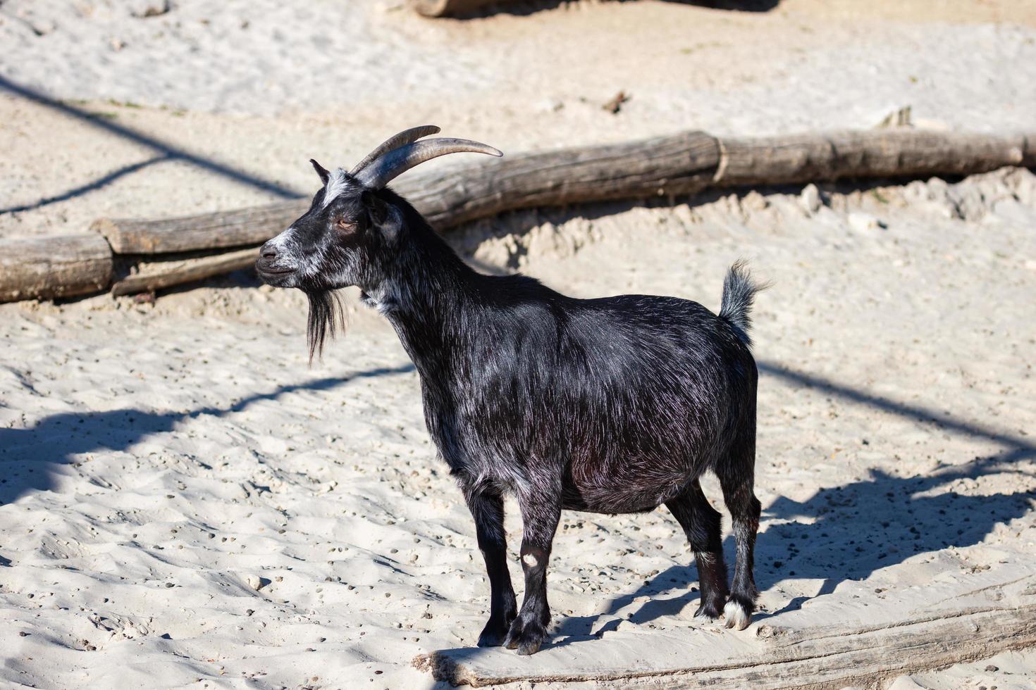 West African pygmy goat. Mammal and mammals. Land world and fauna. Wildlife and zoology. photo