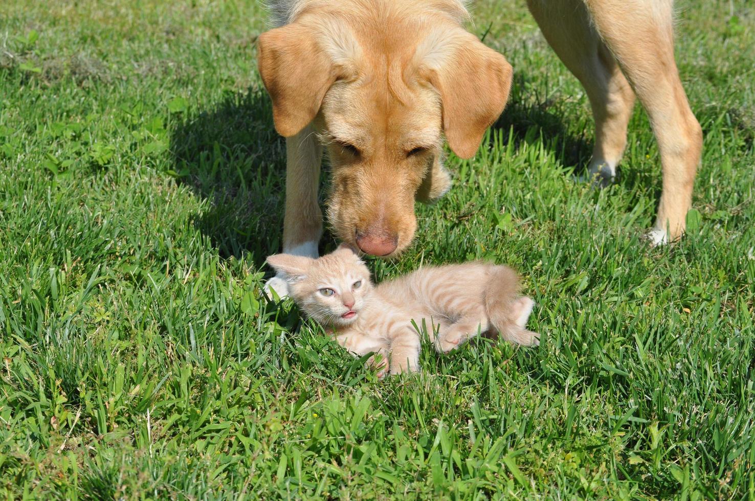 orange domestic tabby cat and labrador dog photo