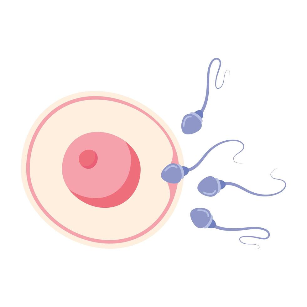 fertilización del óvulo vector