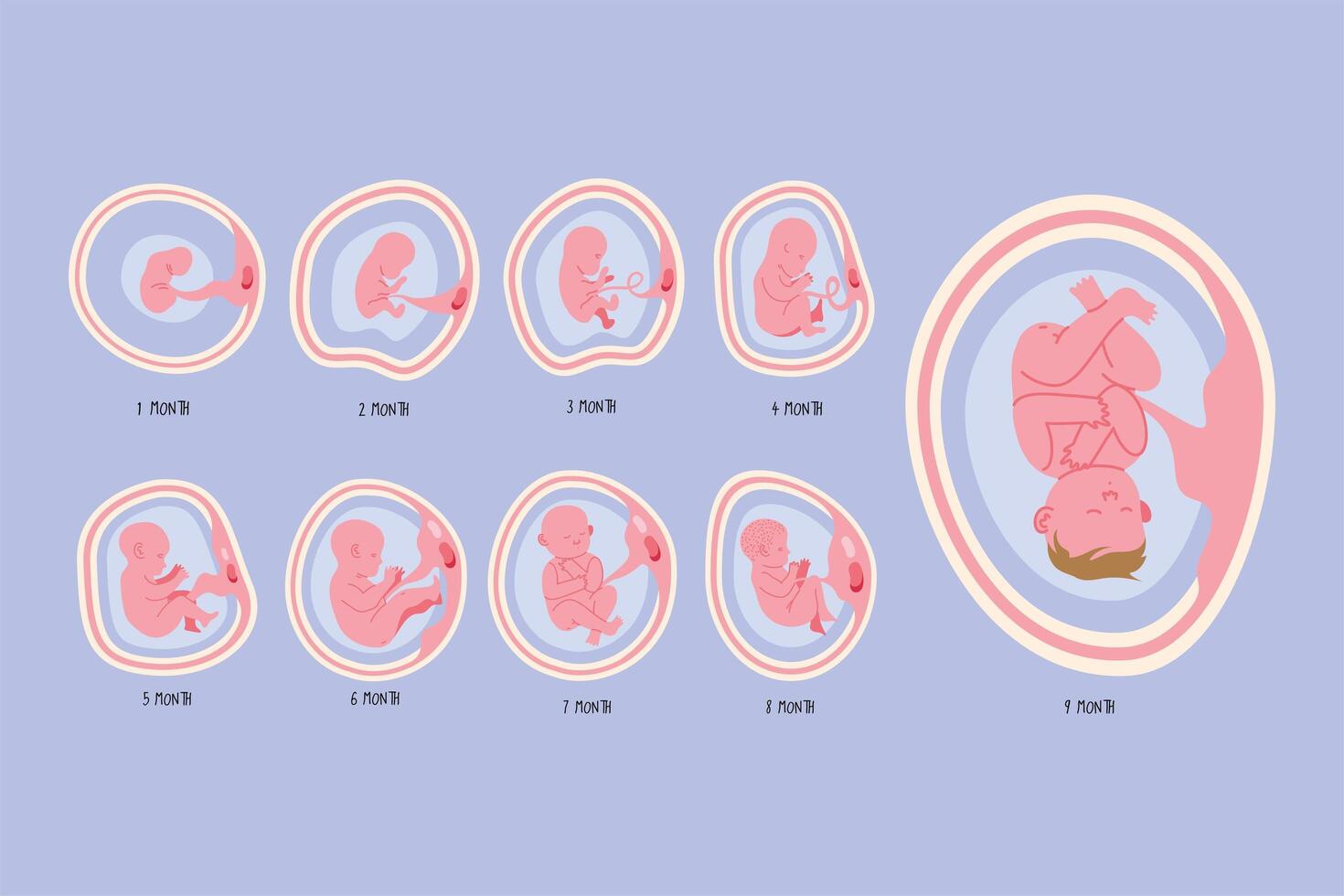 embryo development nine phases vector