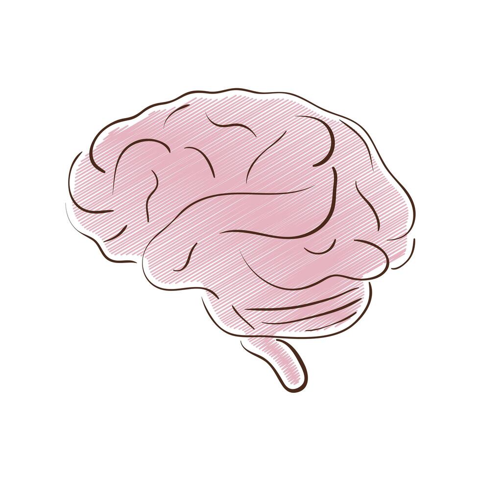 brain human organ vector