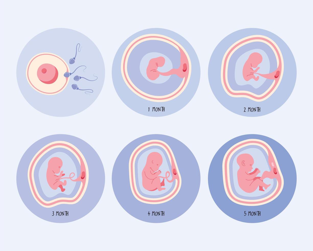 six embryo development phases vector