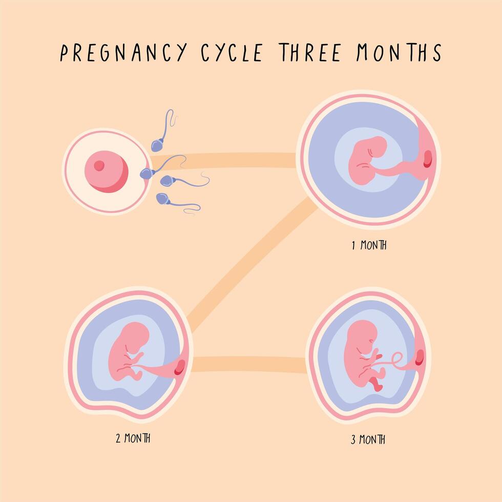 three embryo development phases vector