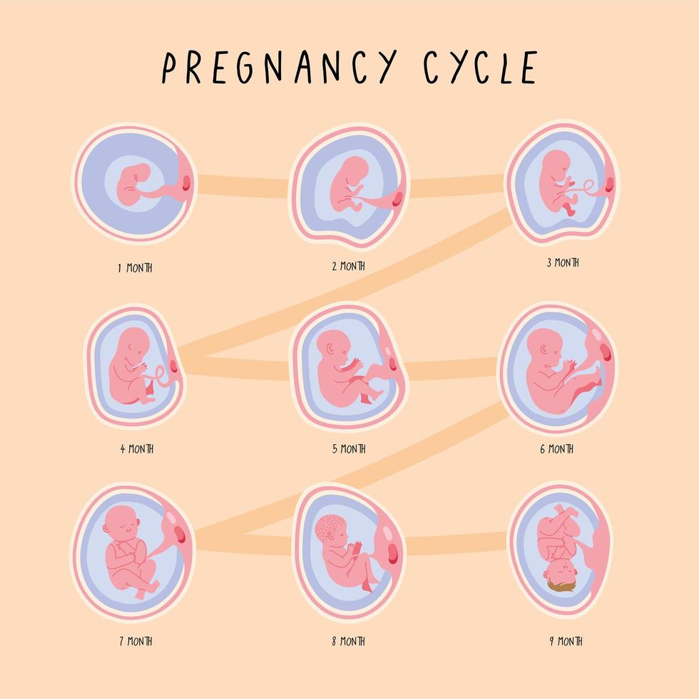infografía de las fases de desarrollo del embrión vector
