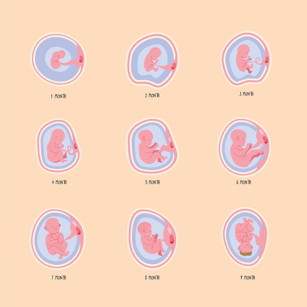 nine embryo development phases vector