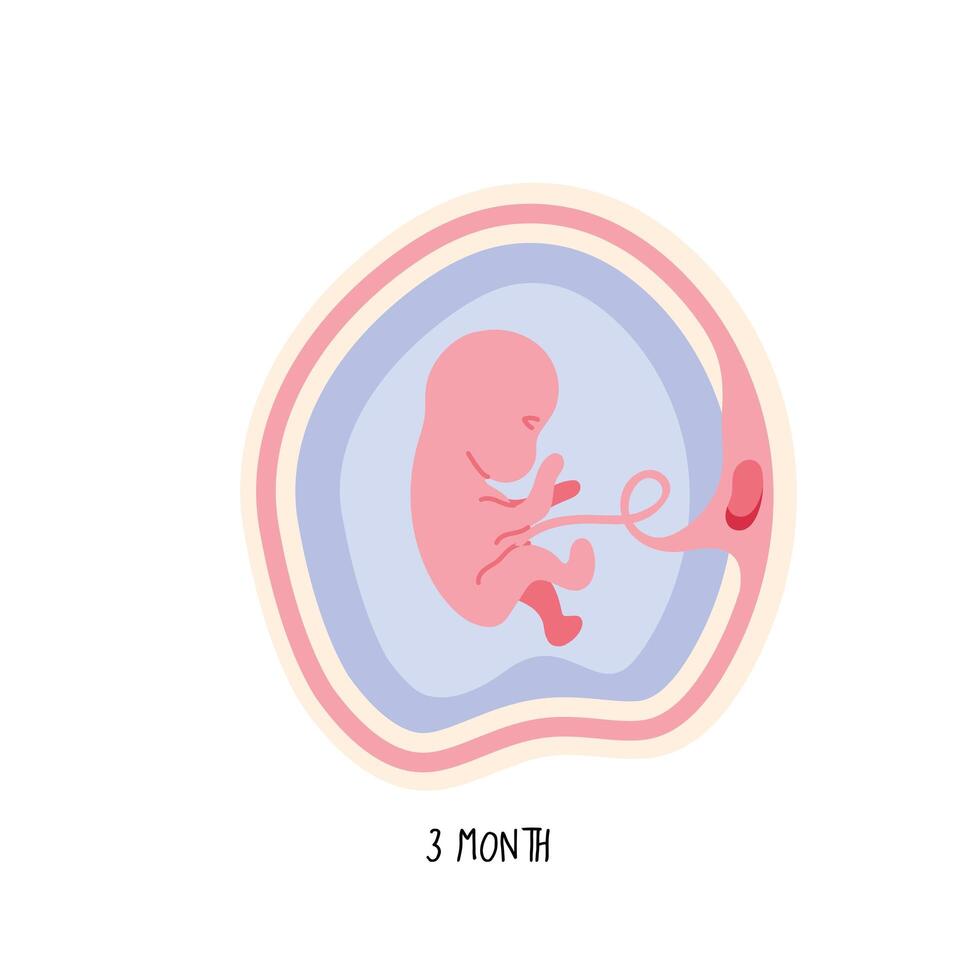 embryo development third month vector