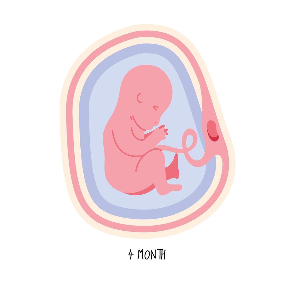 embryo development fourth month vector