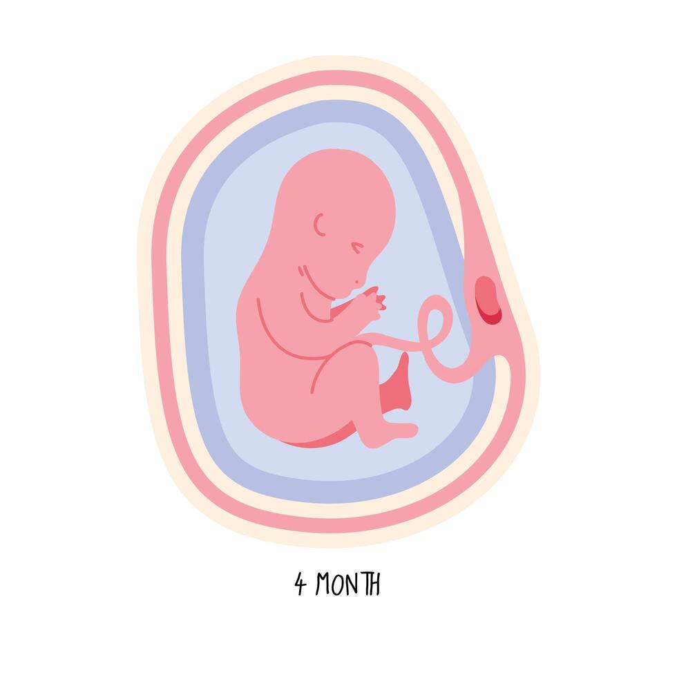 desarrollo embrionario cuarto mes vector