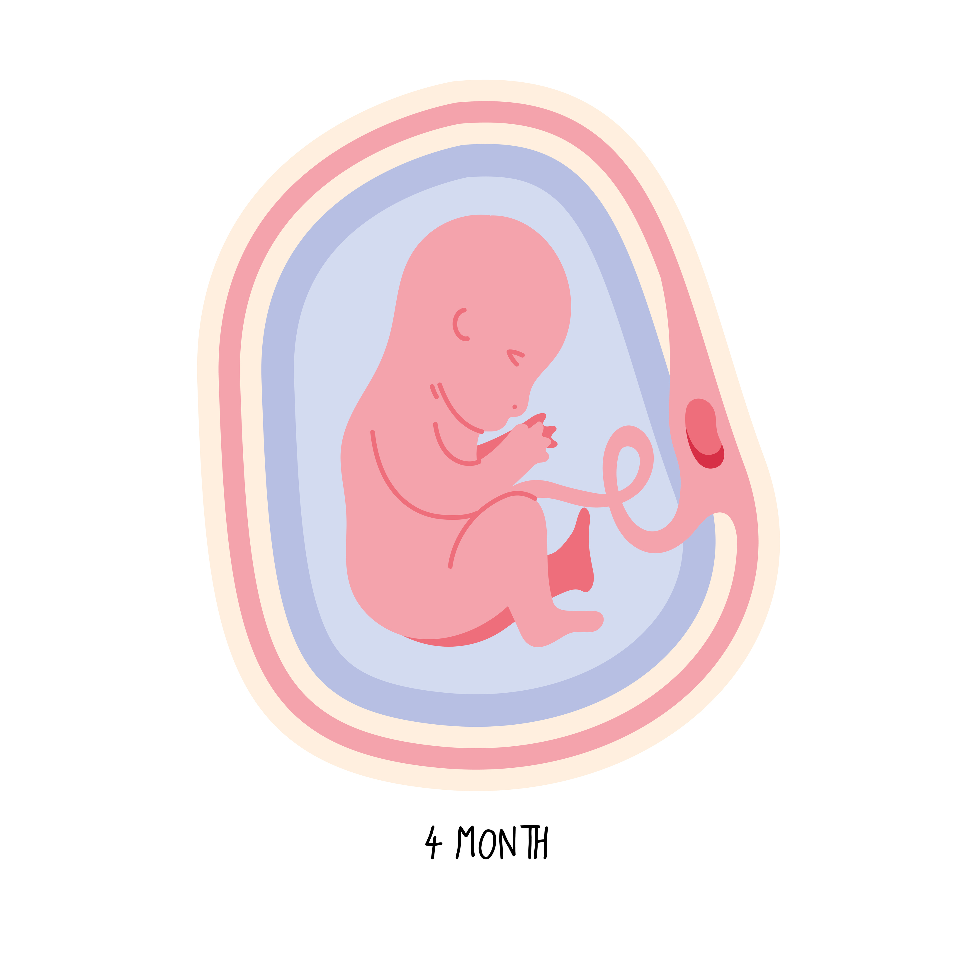 embryo development fourth month 5032254 Vector Art at Vecteezy