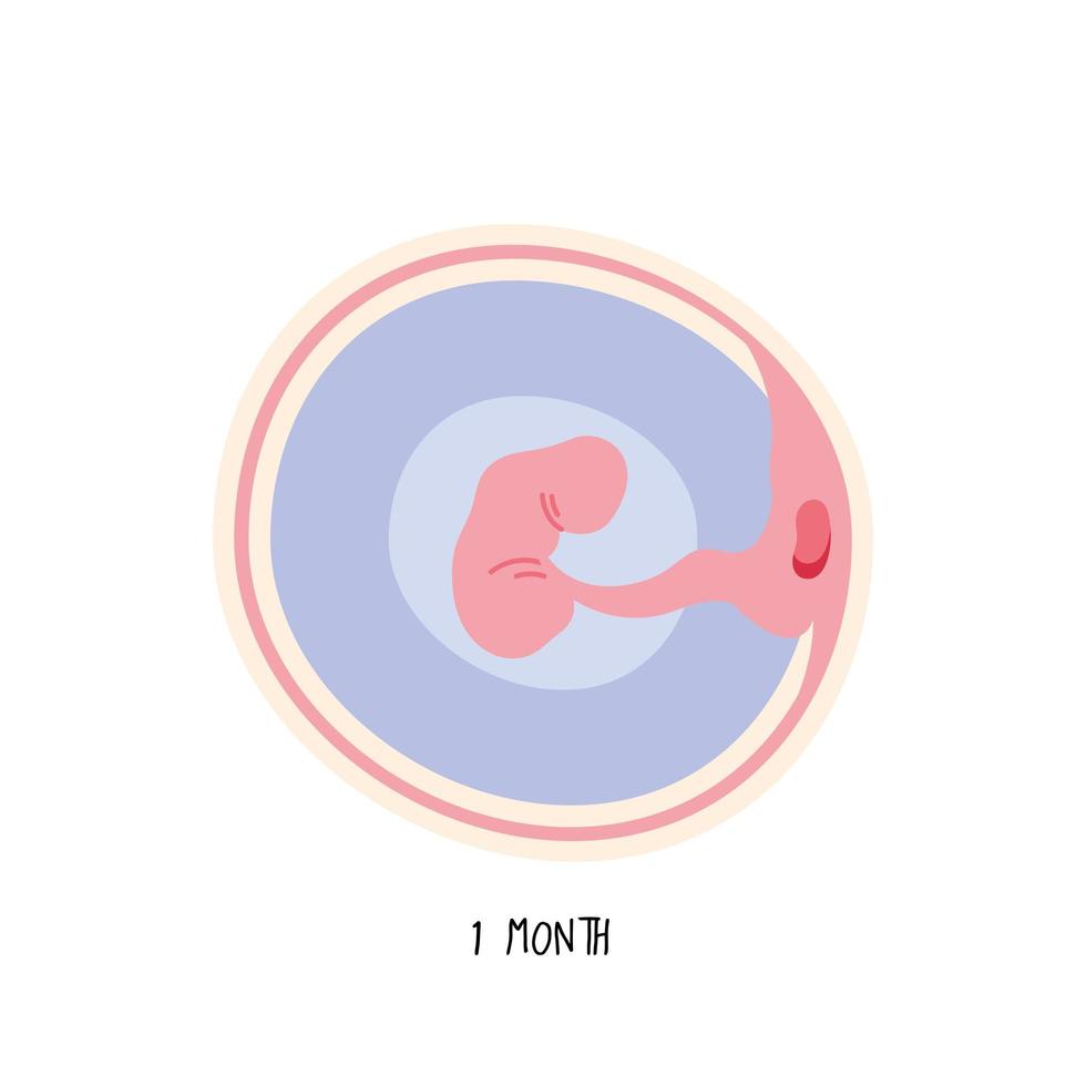 embryo development first month vector