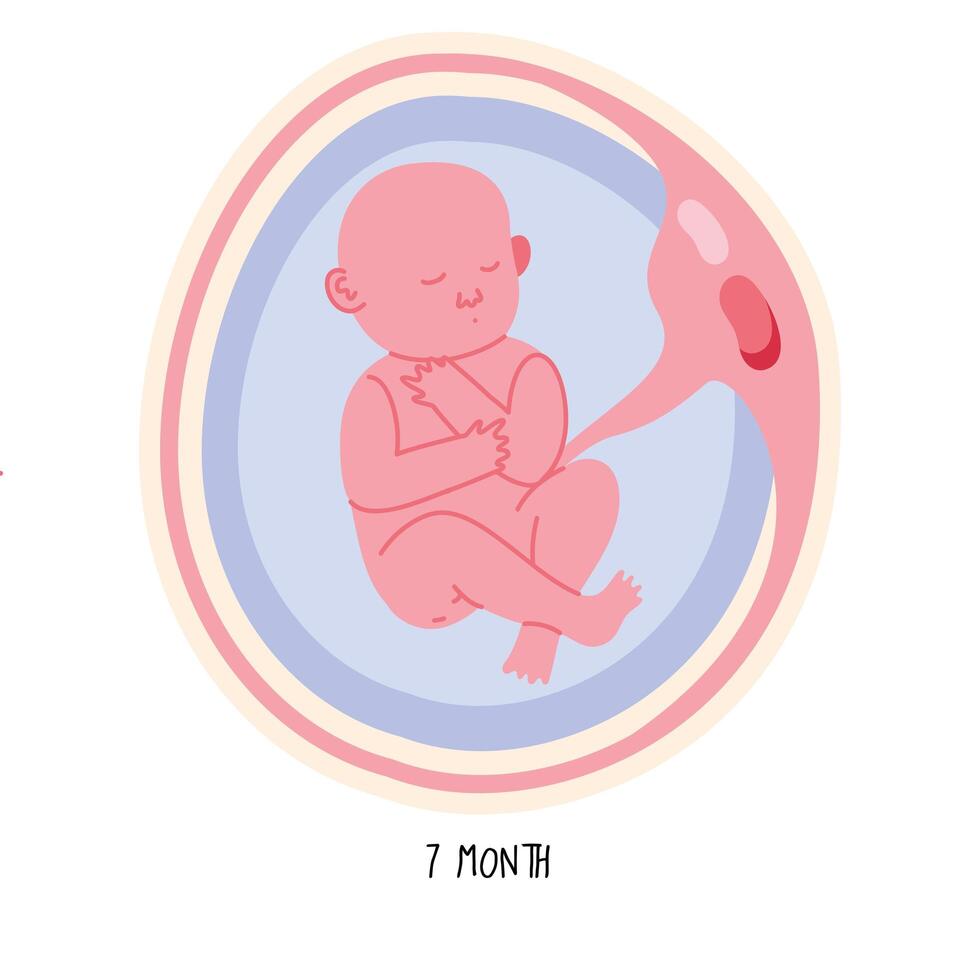 embryo development seventh month vector