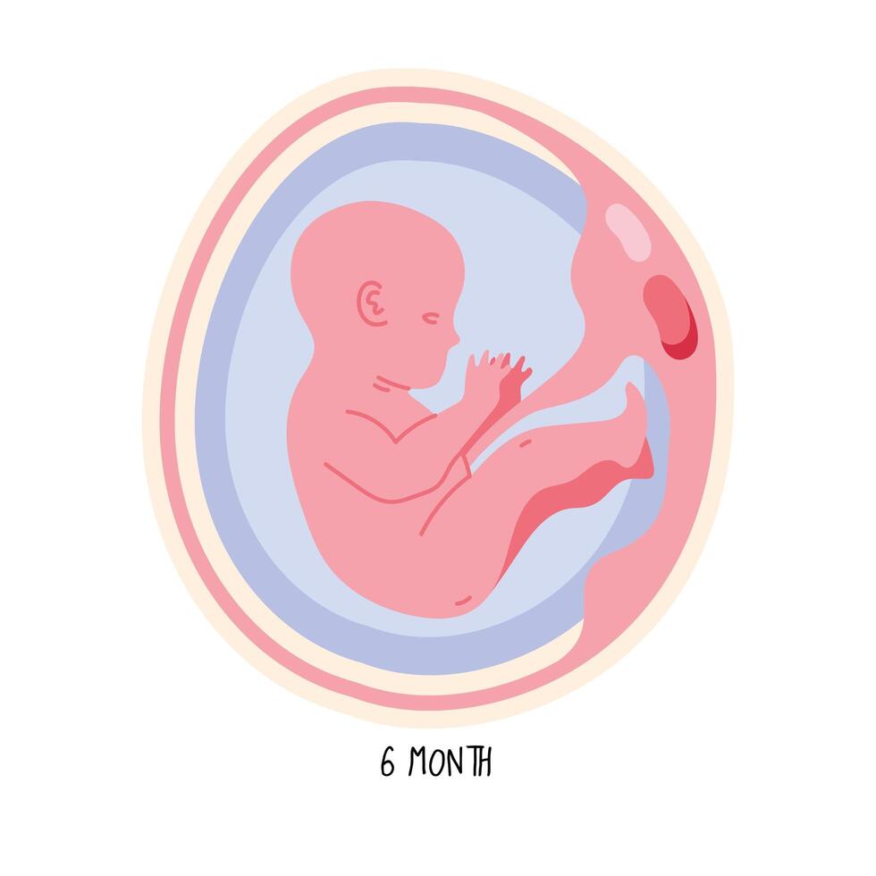 embryo development sixth month vector