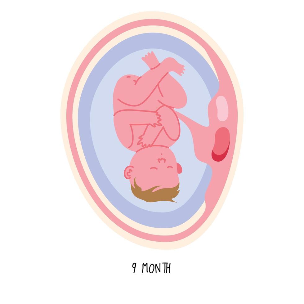 embryo development nineth month vector