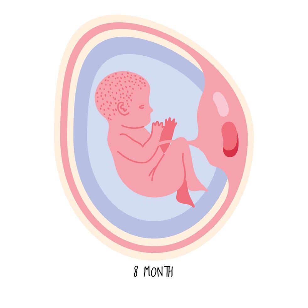 embryo development eighth month vector