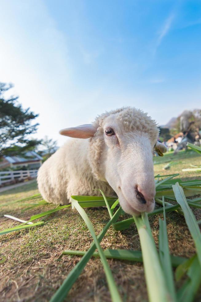 Worm eye view of Sheep eating grass with soft focus and blurred background photo