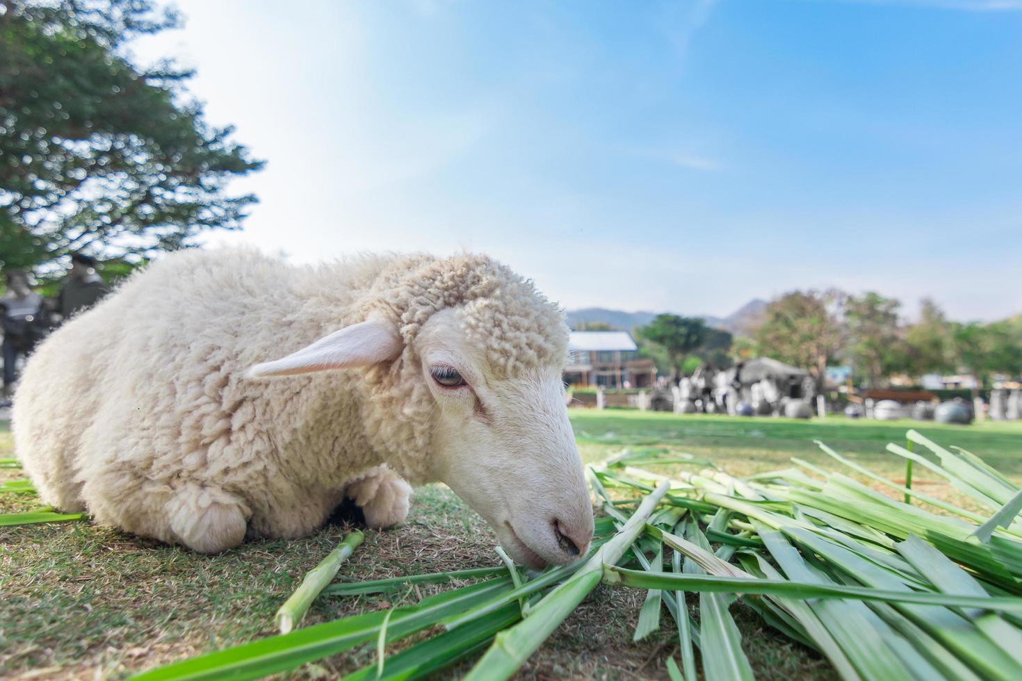 Vista de gusano de ovejas comiendo hierba con enfoque suave y fondo borroso foto