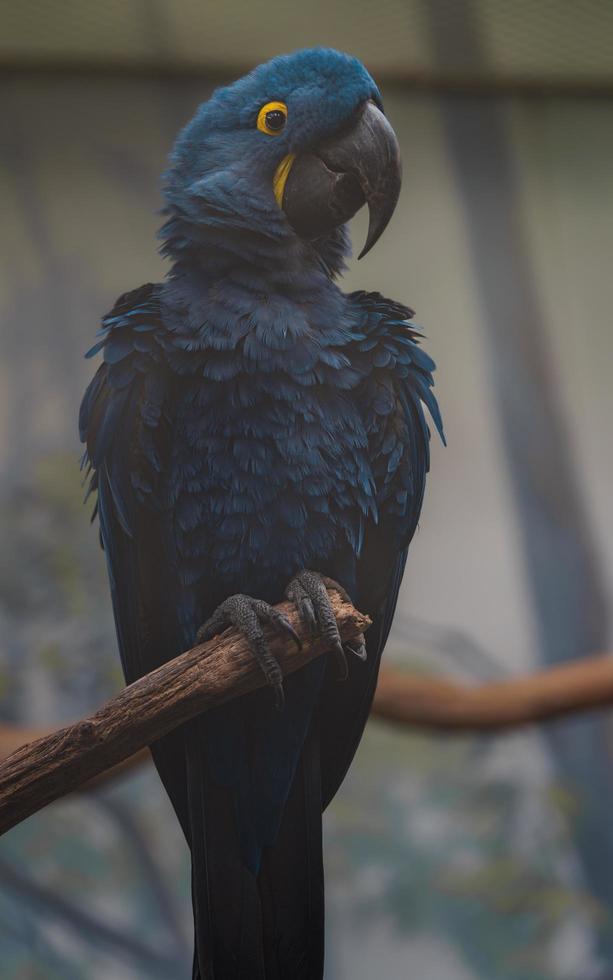 Hyacinth macaw on branch photo