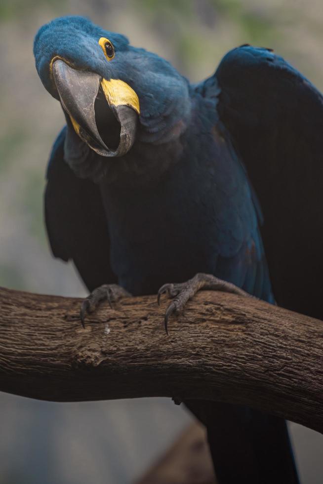 Hyacinth macaw on branch photo