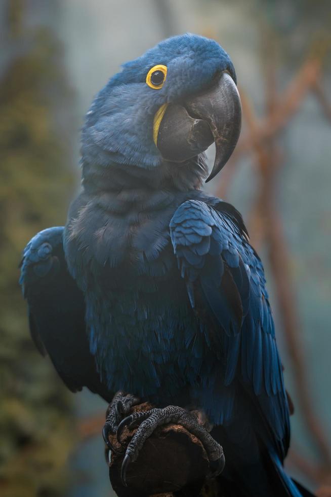 Hyacinth macaw on branch photo