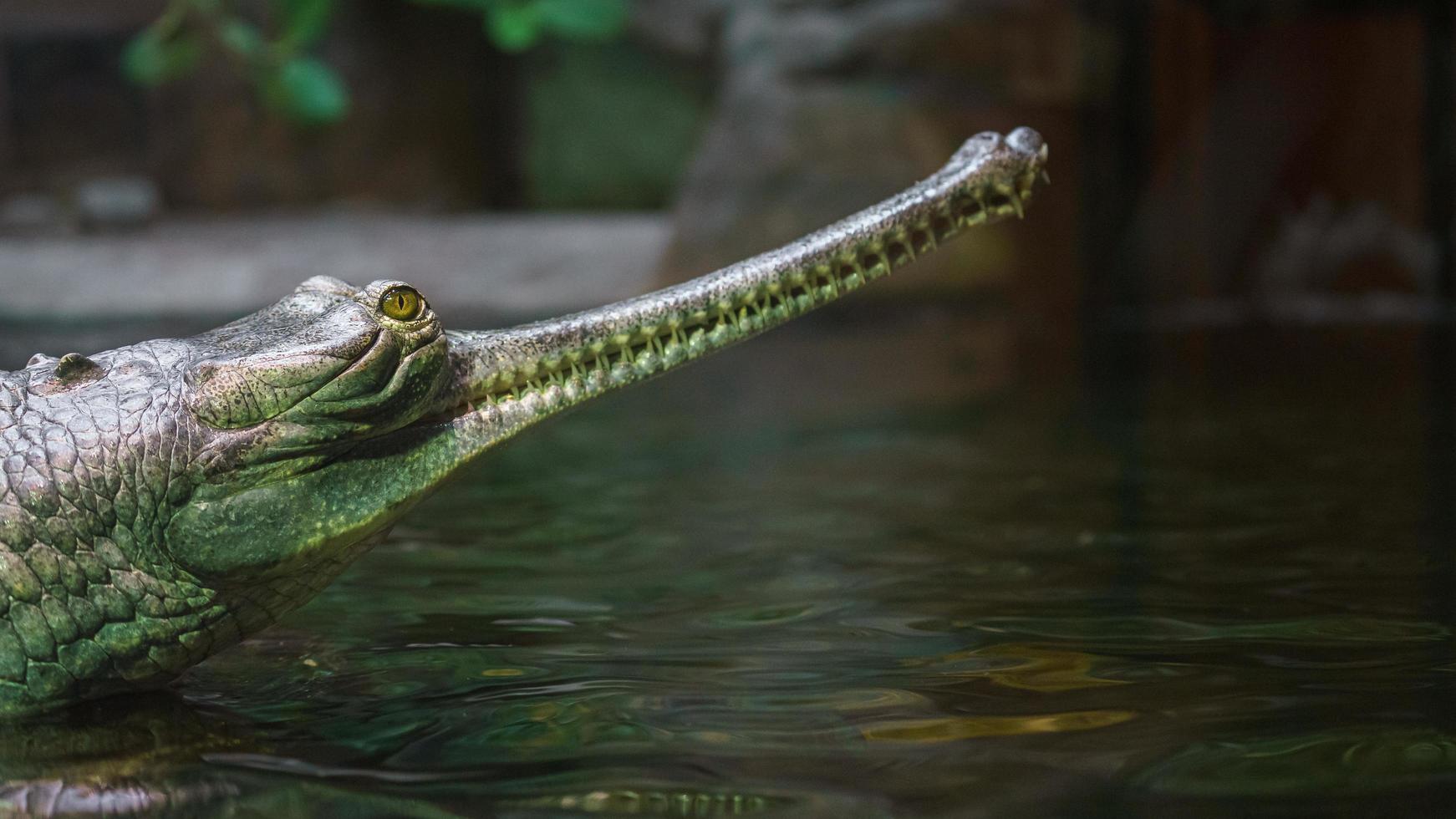 Gharial fish-eating crocodile photo