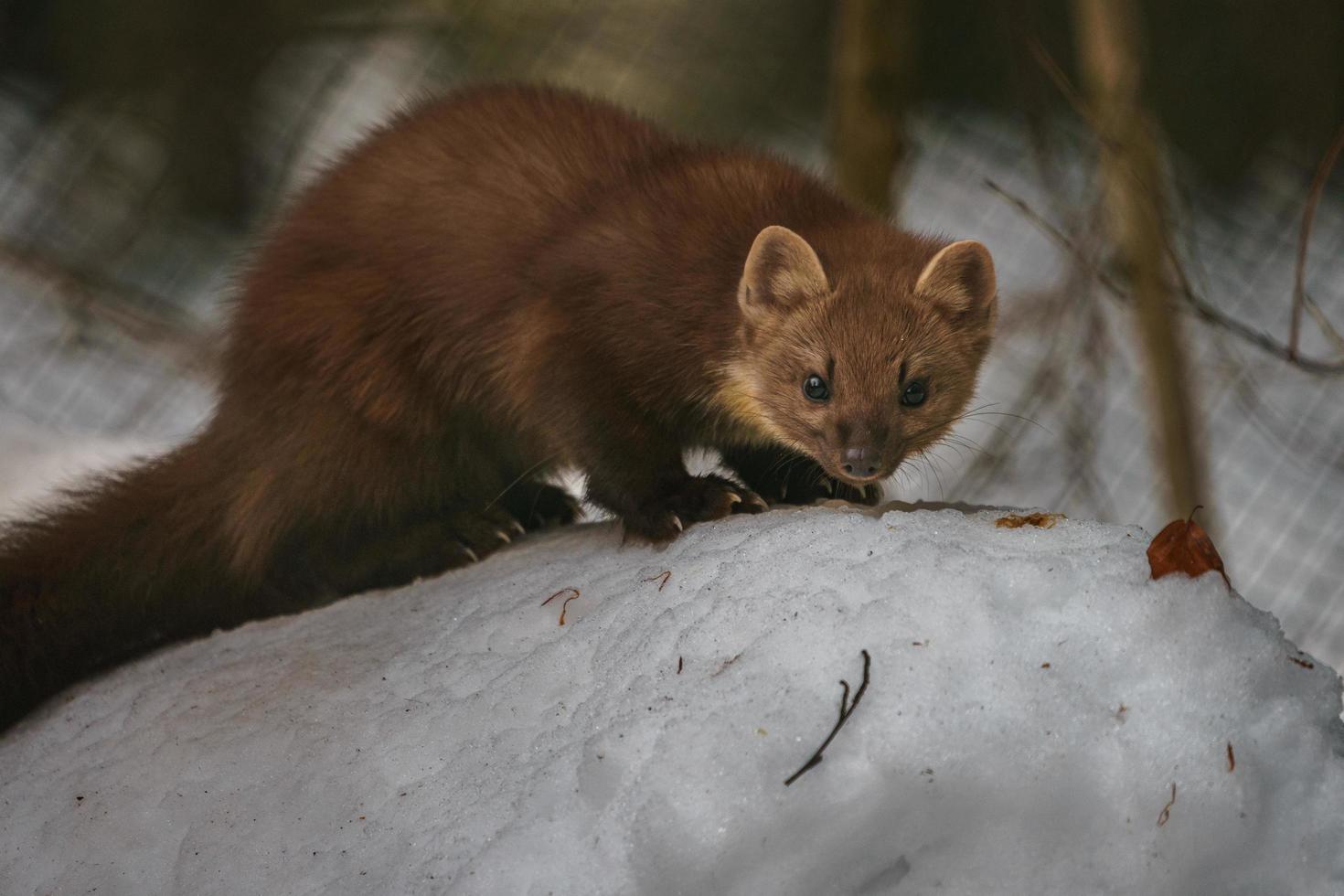 European pine marten photo