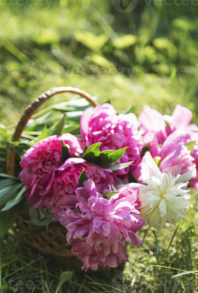 Basket with peonies photo