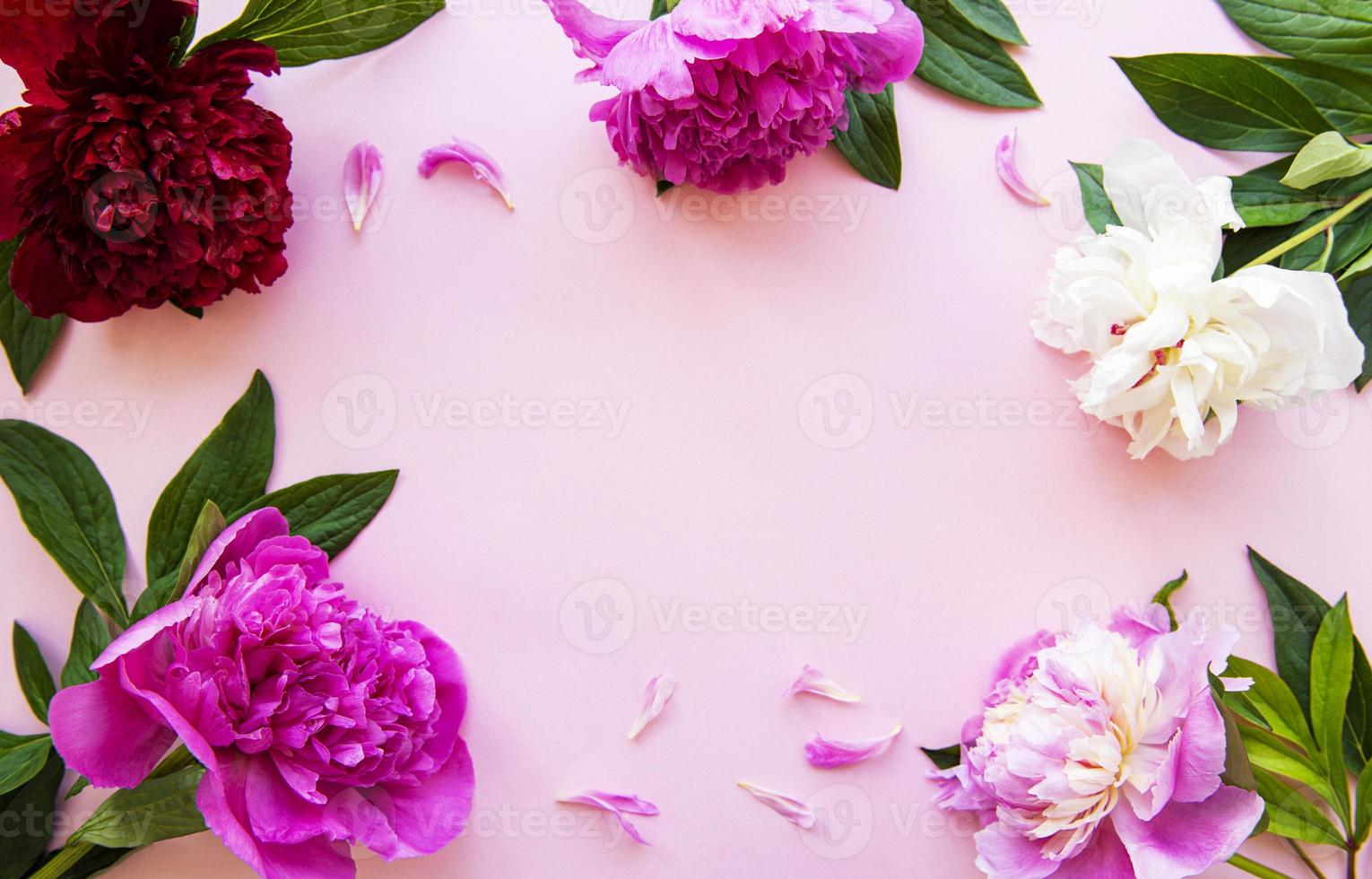 Peony flowers on a pink pastel background photo