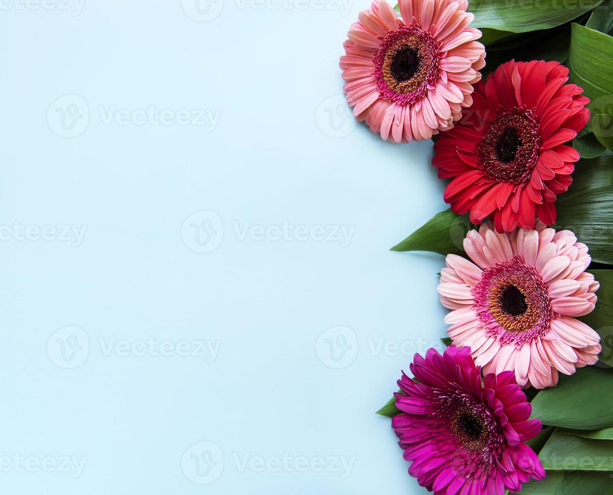 Bright gerbera flowers on a blue background photo