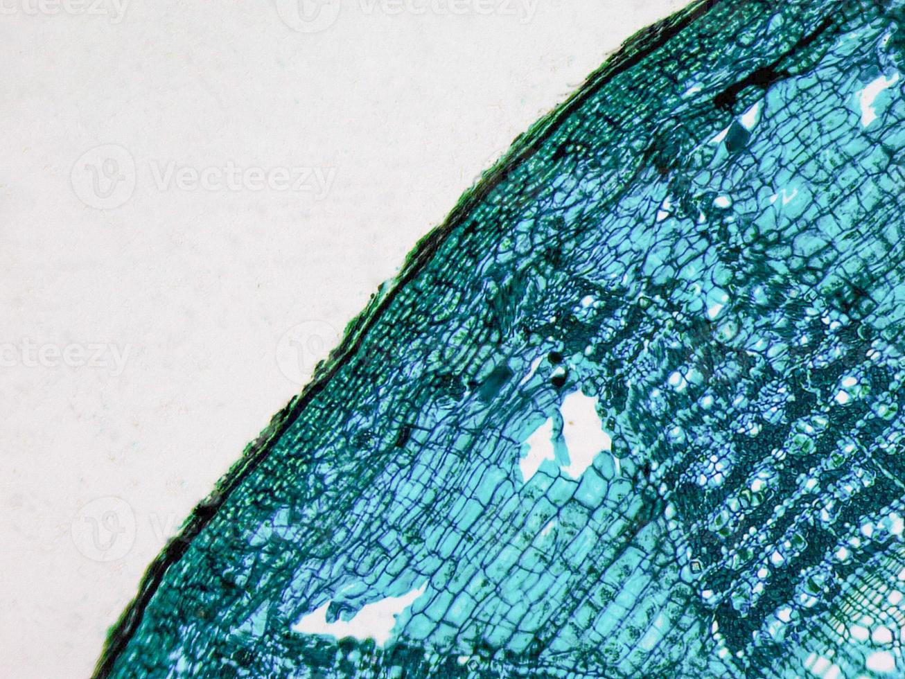 Tilia stem micrograph photo