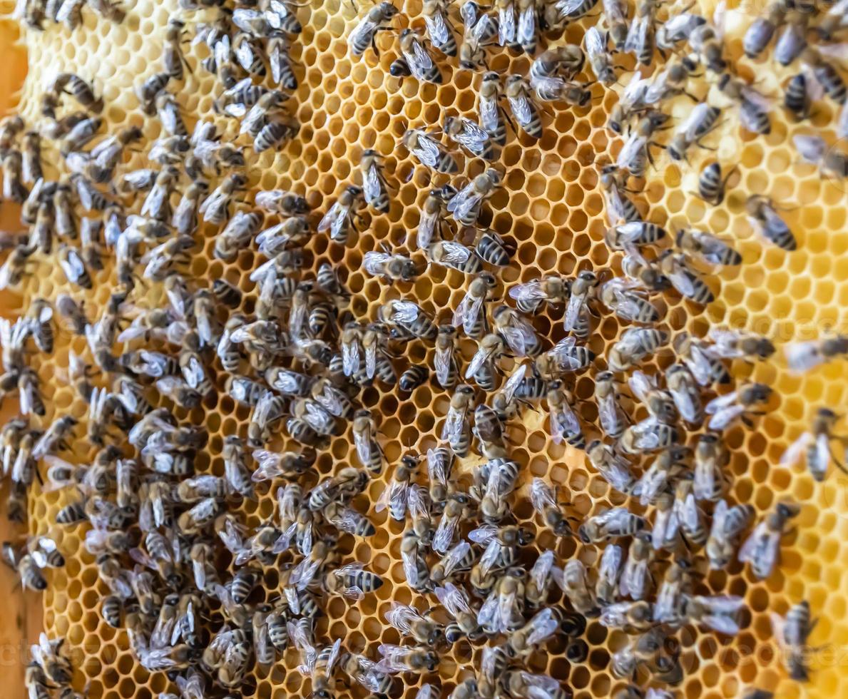 Honeycomb from bee hive filled with golden honey photo