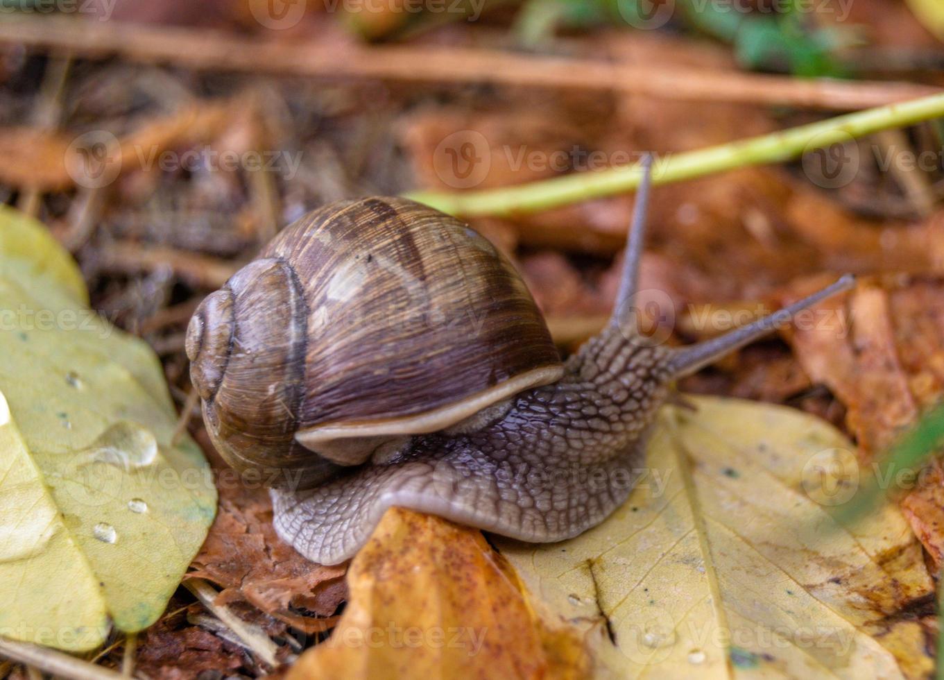 Big garden snail in shell crawling on wet road photo